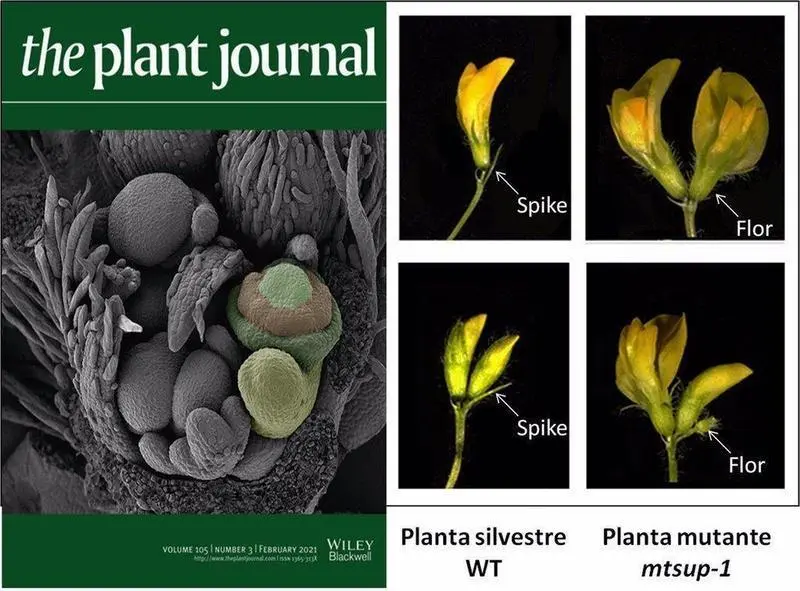  Revista The plant journal 