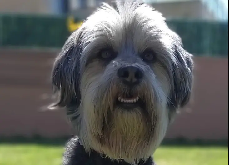  Faruq, el perro desaparecido. Facebook: @bealoy 