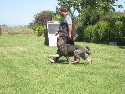  Asociaci&oacute;n Canina Lica&oacute;n 