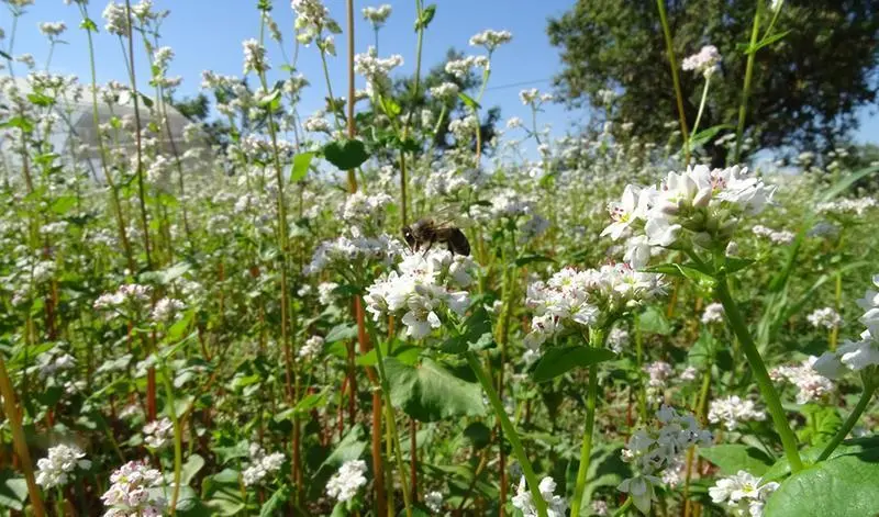 Campo de trigo sarraceno. JUNTA DE ANDALUCIA 