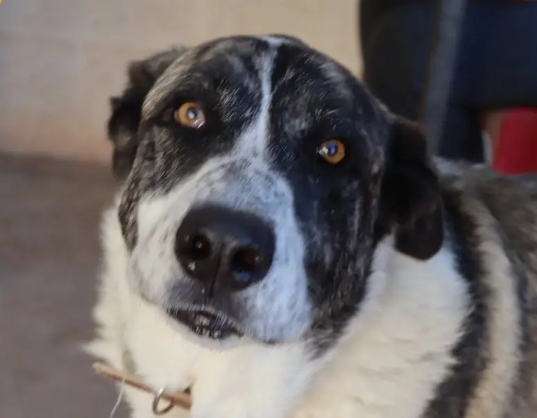  Perro en adopci&oacute;n en El Arca de No&eacute; 