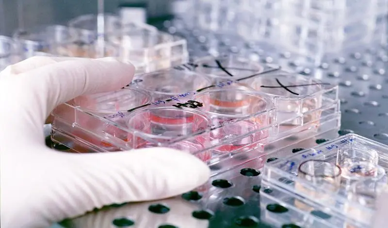 Culture trays containing human embryonic stems cells being stored in heat-controlled storage and studied by developmental biologist James Thomson's research lab.
&copy; UW-Madison News & Public Affairs  608/262-0067
Photo by:  Jeff Miller
Date: 11/98     File#: color slide