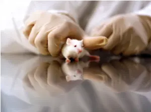  Investigaci&oacute;n con animales (Pixabay) 