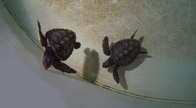  Las dos tortugas en l'Oceanogr&agrave;fic - L'OCEANOGR&Agrave;FIC 