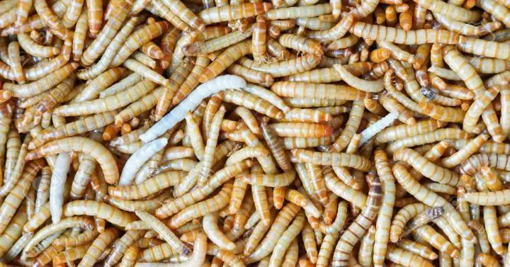  Gusano de harina, visto en Twitter: @redri3 