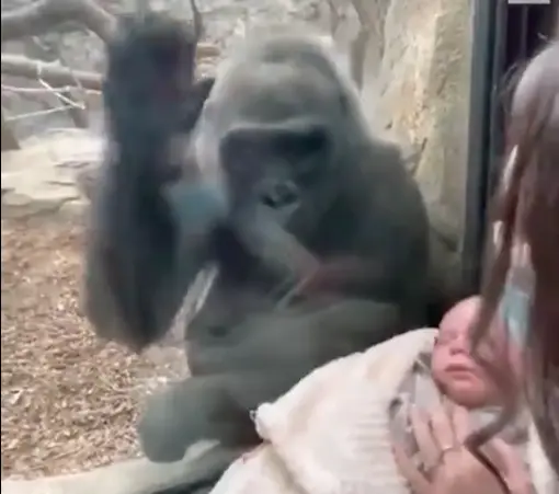  Fragmento del v&iacute;deo, visto en Twitter: @zoonewengland 