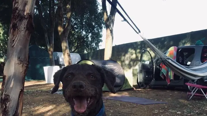  Turco, el perro rescatado. Facebook. 