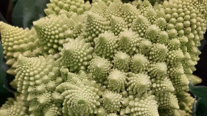  Imagen de una coliflor romanesco, cuya estructura reproduce una forma fractal. / CSIC 