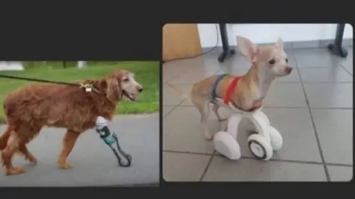  Foto Instagram pr&oacute;tesis 