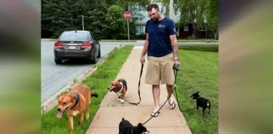  Un an&oacute;nimo cuida a los perros del accidente 