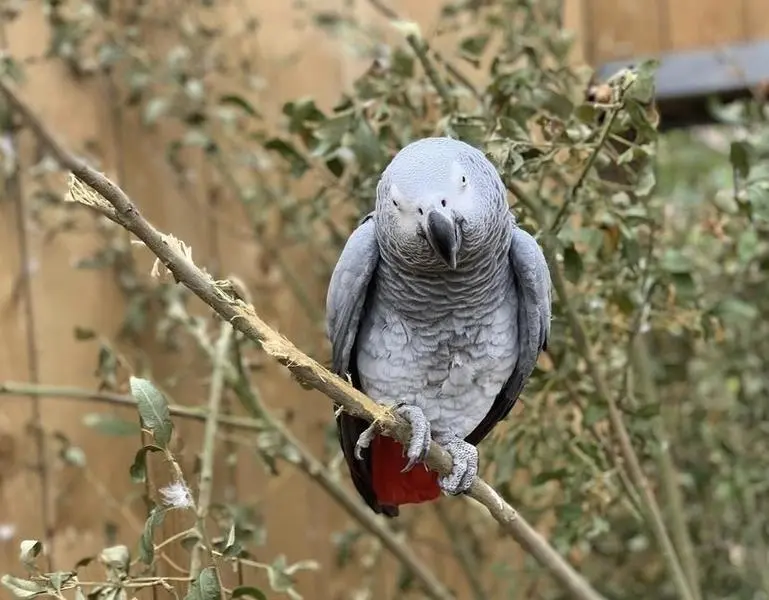  Loro gris africano del parque Lincolnshire Wildlife Center - Instagram - Lincolnshire Wildlife Center 