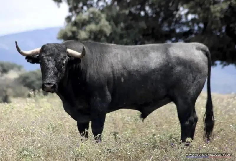  Toro Bravo | www.victorinomartin.com 