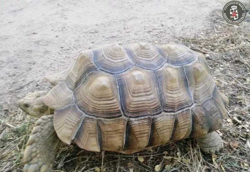  Tortuga de espolones africana - 112 EMERGENCIAS MADRID 