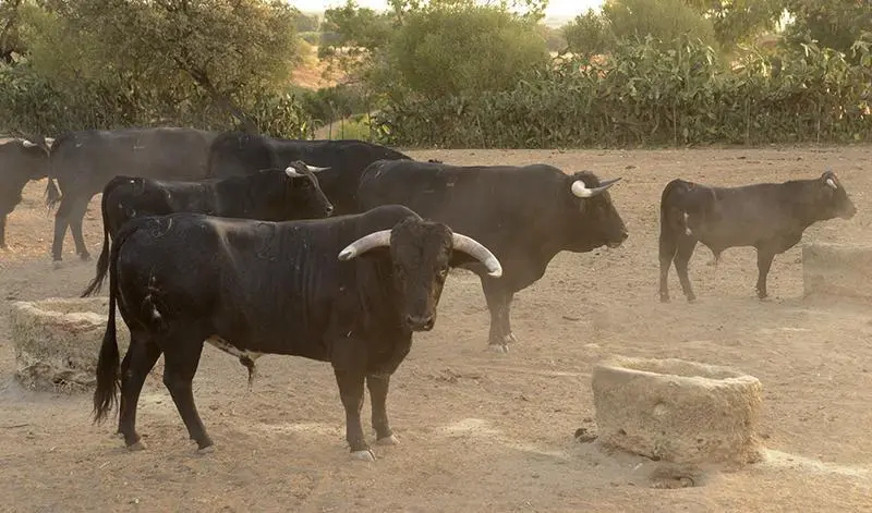 GRA170. GERENA (SEVILLA), 02/09/2016.- Un grupo de toros bravos ante un abrevadero en la ganader&iacute;a de Albaserrada, en Gerena (Sevilla), durante una visita de turistas dentro del programa 'Territorio Toro', que intenta que el toro bravo desde los propios campos donde se cr&iacute;a sea un recurso tur&iacute;stico m&aacute;s en la provincia Sevilla, cuna de las ganader&iacute;as taurinas. EFE/Ferm&iacute;n Cabanillas