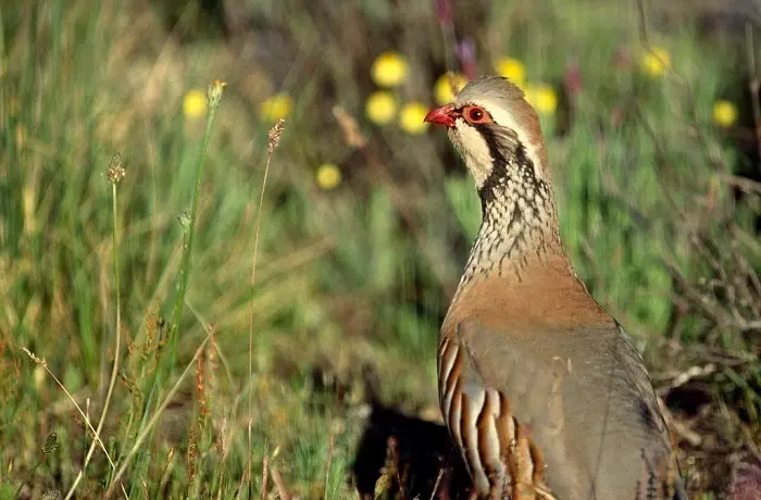  La perdiz roja. ARCHIVO 