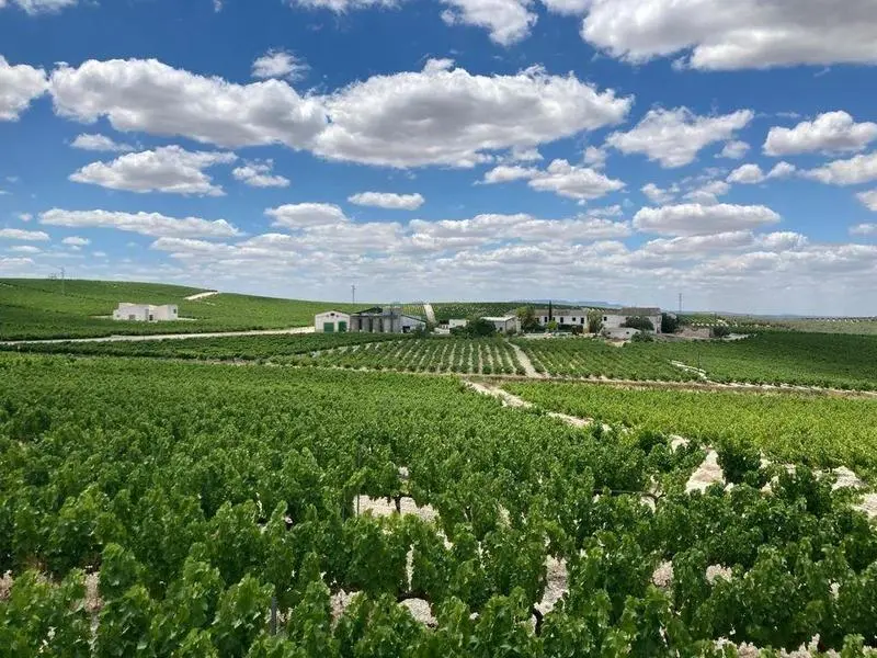  Vi&ntilde;edos-obtenido de la junta de Andaluc&iacute;a 