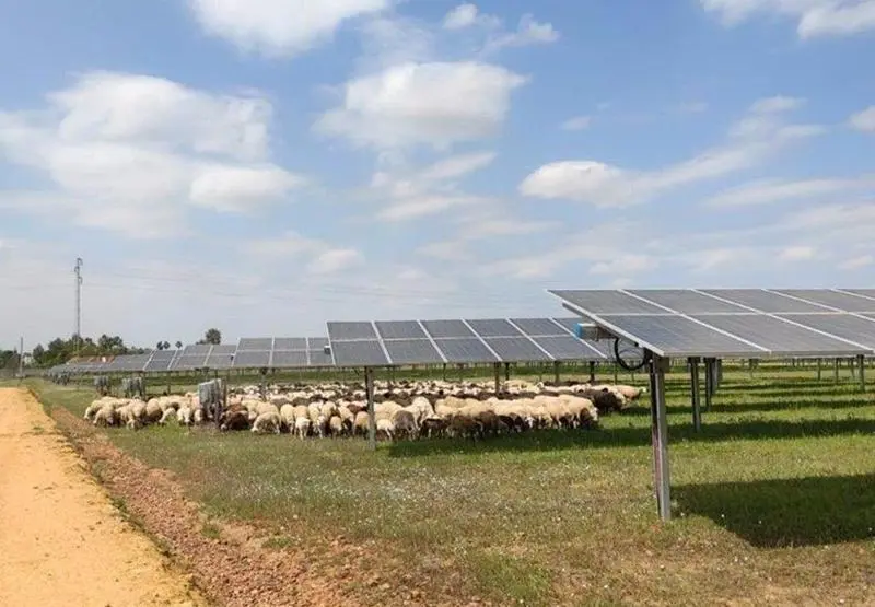 18-08-2021 Ingeteam colabora con pastores locales para el mantenimiento de sus plantas fotovoltaicas.

Ingeteam ha lanzado una iniciativa pionera para el mantenimiento de sus plantas fotovoltaicas, que consiste en colaborar con pastores de ovejas, del tal manera que el pastoreo de los reba&radic;&plusmn;os se realiza en las propias plantas fotovoltaicas.

ECONOMIA 
INGETEAM
