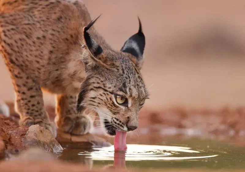  Lince ib&eacute;rico 