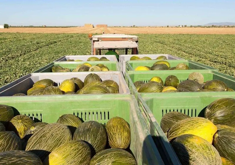 Mel&oacute;n piel de sapo en el campo