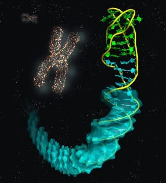  Imagen ilustrativa de la estructura de la uni&oacute;n del i-ADN (bases en verde) con el B-ADN (azul). - IQFR-CSIC 