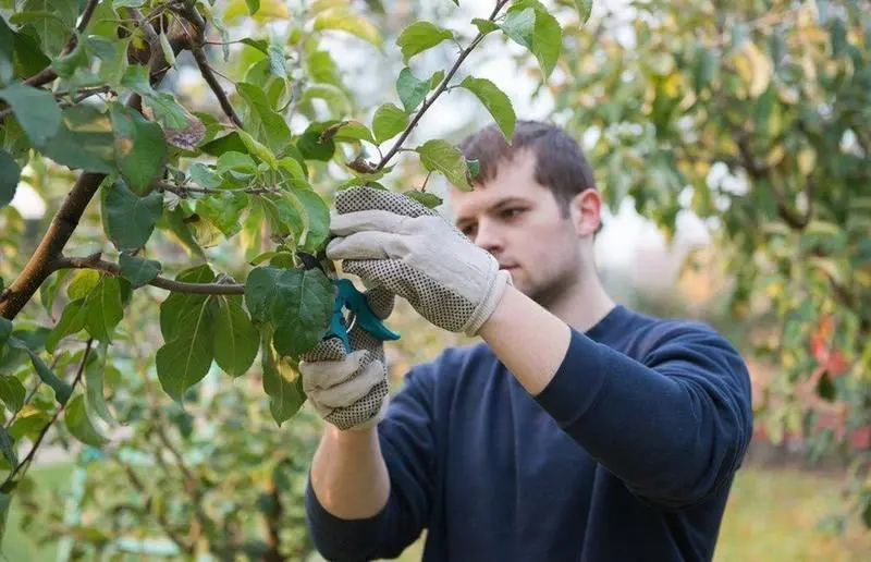  Pymes. Imagen de archivo 