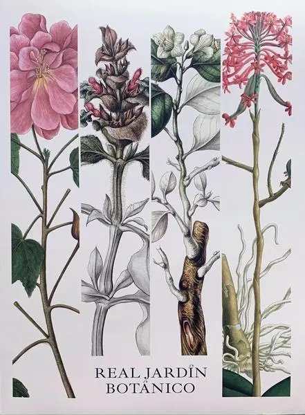 12-08-2021 El Real Jard&radic;&ne;n Bot&radic;&deg;nico publica los dibujos extraordinarios de las expediciones cient&radic;&ne;ficas.

El Real Jard&radic;&ne;n Bot&radic;&deg;nico (RJB) ha publicado una carpeta con 12 reproducciones de dibujos creados en distintas expediciones cient&radic;&ne;ficas organizadas por la Corona espa&radic;&plusmn;ola y el Real Jard&radic;&ne;n Bot&radic;&deg;nico durante el Siglo XVIII. Los dibujos est&radic;&deg;n custodiados por el Archivo de RJB, y ahora se divulgan con motivo del 265&not;&int; aniversario de su creaci&radic;&ge;n.

SOCIEDAD
EL REAL JARD&radic;&ccedil;N BOT&radic;&Aring;NICO
