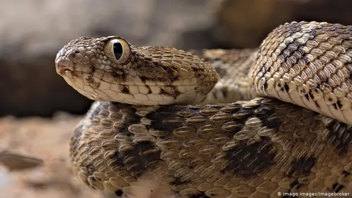  serpientes de la especie yararacus&uacute; 
