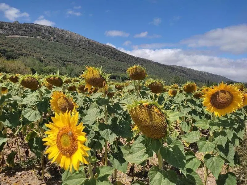  D&iacute;a soleado - EuropaPress 