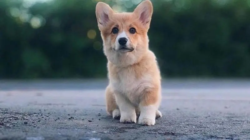  Los perros sufren mucho durante una tormenta, ay&uacute;dalos a mantener la calma. Twitter 