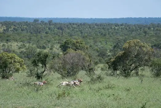  Estos perros han conseguido salvar a 45 rinocerontes de la caza furtiva.

Fuente: Southern African Wildlife College (Instagram). 
