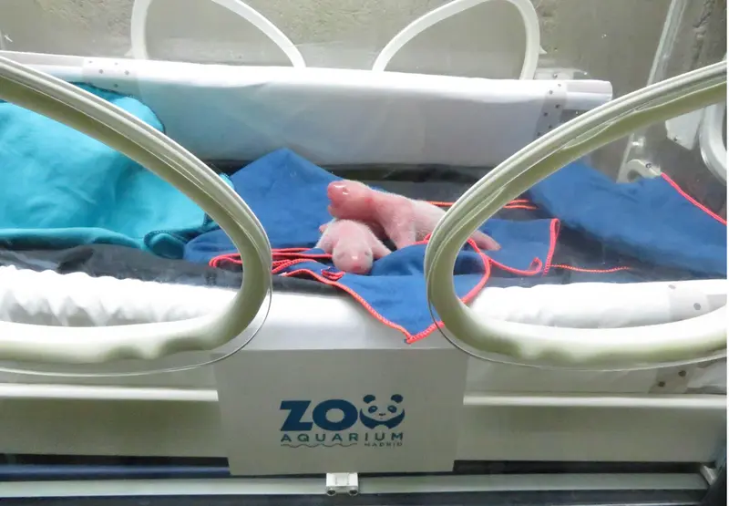  Gemelos oso panda en el Zoo Aquarium Madrid - ZOO AQUARIUM MADRID 