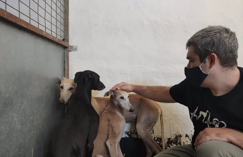  Galgos rescatados por la protectora Galgos del Sur. - GALGOS DEL SUR 
