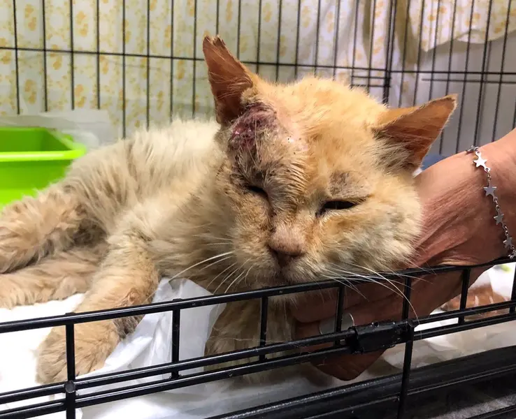 <p> Gato afectado por el volc&aacute;n de La Palma - FUNDACI&Oacute;N FRANZ WEBER </p>