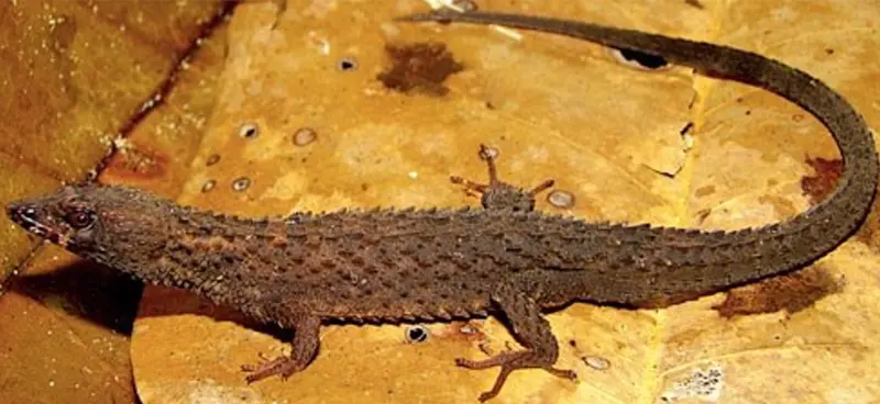 <p> Archivo - Ejemplar de 'Kataphraktosaurus ungerhamiltoni' a partir del cual se ha descrito la especie - FERNANDO ROJAS-RUNJAIC - Archivo </p>