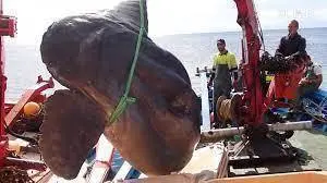 <p> descarga (2) </p>