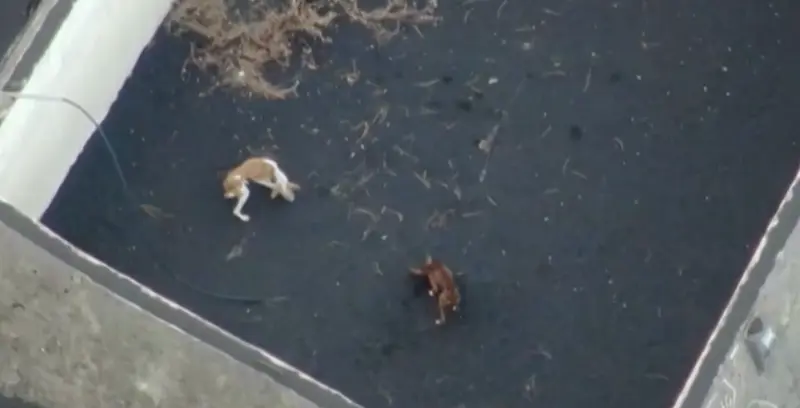 <p> Perros en La Palma </p>