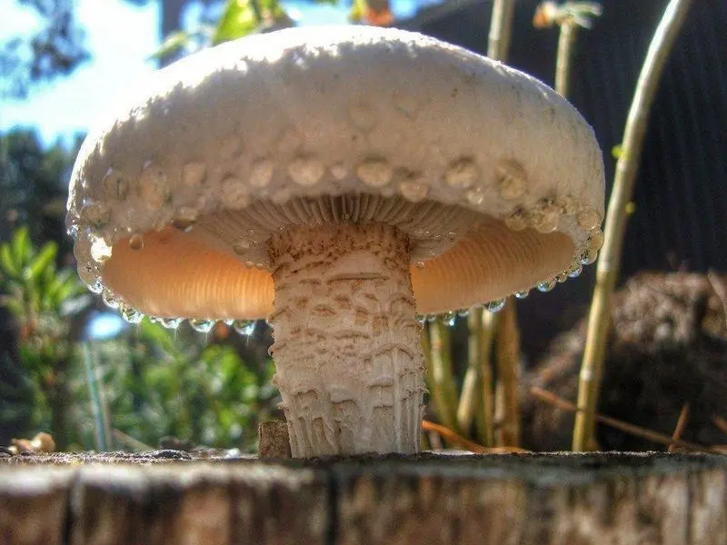 <p> Creative Commons. </p>