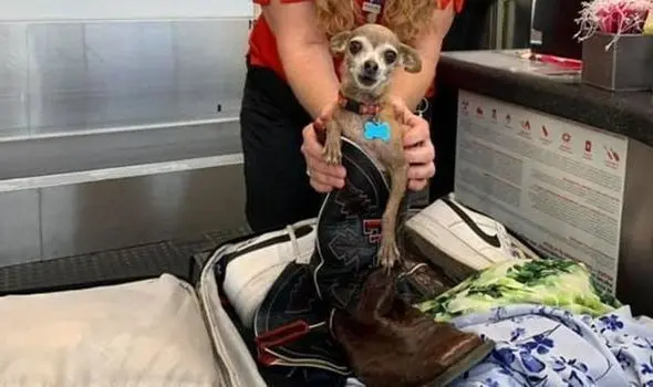 <p> Icky dentro de la bota de cuero de su due&ntilde;o </p>