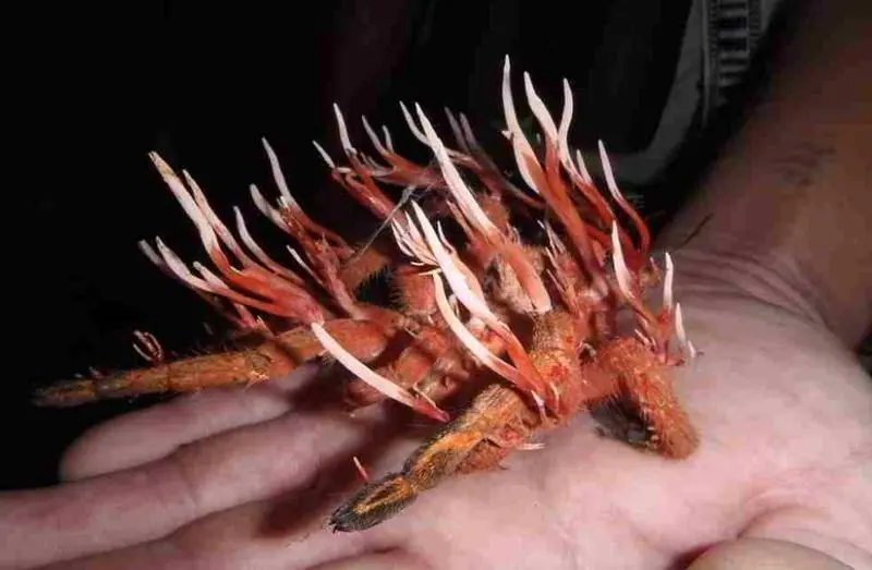<p> El hongo Cordyceps lleva siendo usado en la medicina oriental durante muchos, muchos a&ntilde;os. </p>
