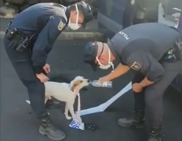 <p> Polic&iacute;as dando de beber al sediento animal. Fuente: Twitter </p>