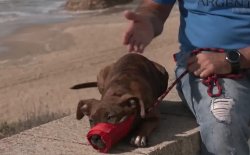 <p> Captura de pantalla (87) </p>