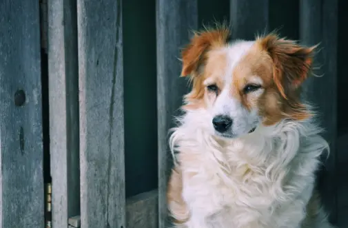 <p> Creative Commons </p>