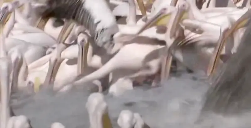 <p> Pel&iacute;canos aliment&aacute;ndose </p>