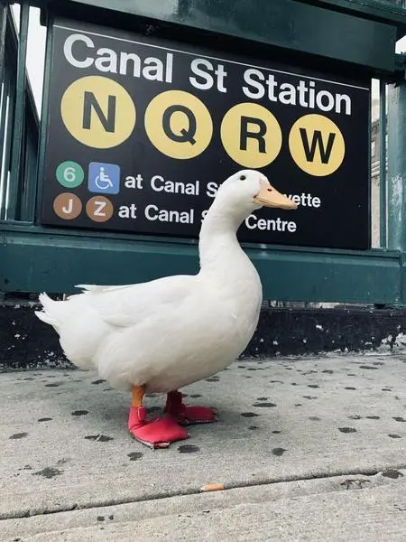 <p> Wrinkle con sus mitones confeccionados para la carrera </p>