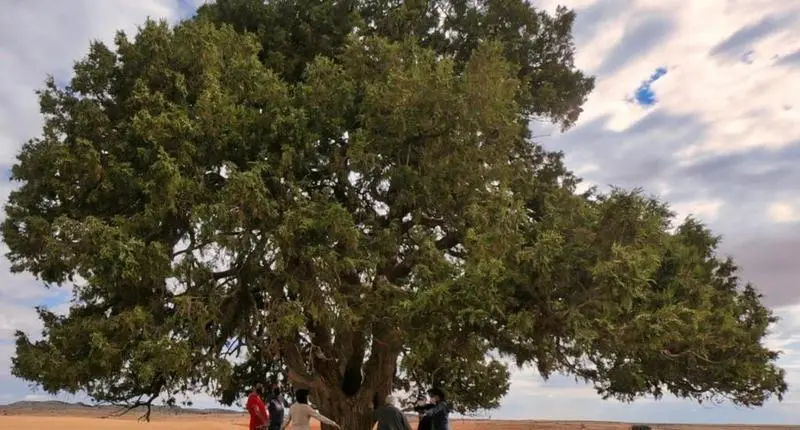 <p> La Carrasca Milenaria de Huesca, &Aacute;rbol del A&ntilde;o 2020. </p>