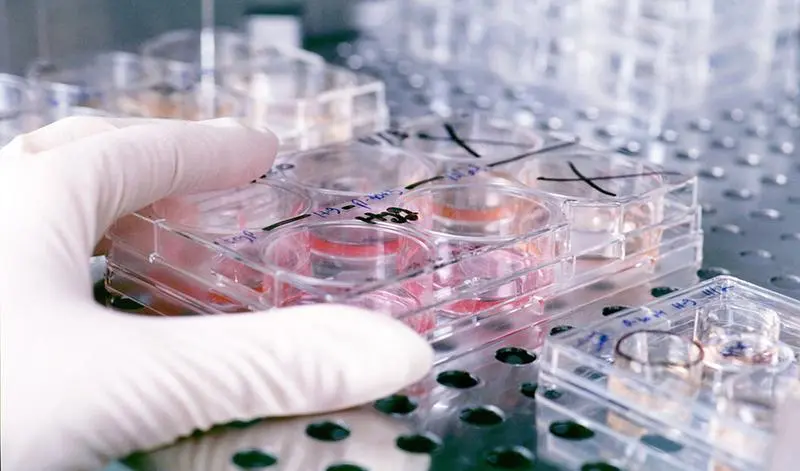 Culture trays containing human embryonic stems cells being stored in heat-controlled storage and studied by developmental biologist James Thomson's research lab.
&copy; UW-Madison News & Public Affairs  608/262-0067
Photo by:  Jeff Miller
Date: 11/98     File#: color slide