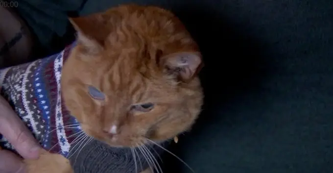 <p> El gato Samm, el m&aacute;s longevo vivo. Fuente: Twitter </p>