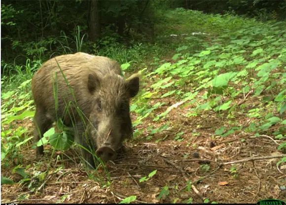 <p> Jabal&iacute;. ARCHIVO </p>