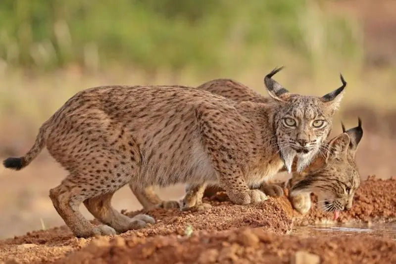 <p> Lince ib&eacute;rico. - WWF </p>