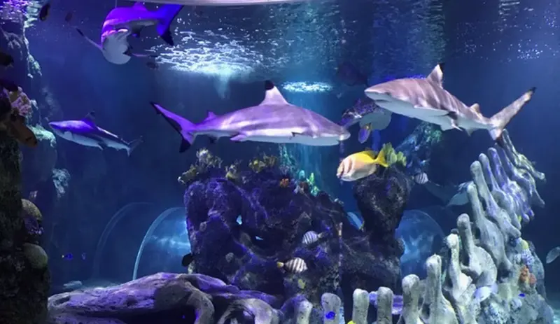 <p> Archivo - Dos nuevos tiburones punta negra de arrecife se incorporan a la familia Sea Life Benalm&aacute;dena - SEA LIFE - Archivo </p>